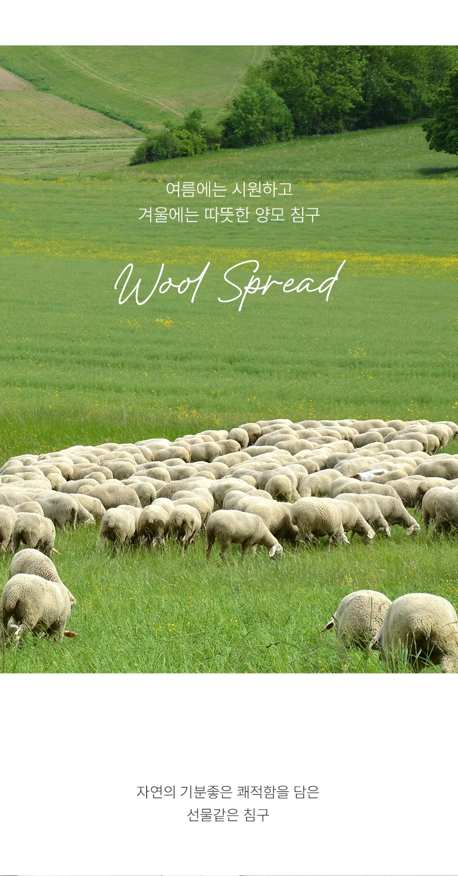 [전용패키지]프리미엄 호주산 양모 100% 순면 스프레드 SS/Q/SK -3color 상세 이미지 3