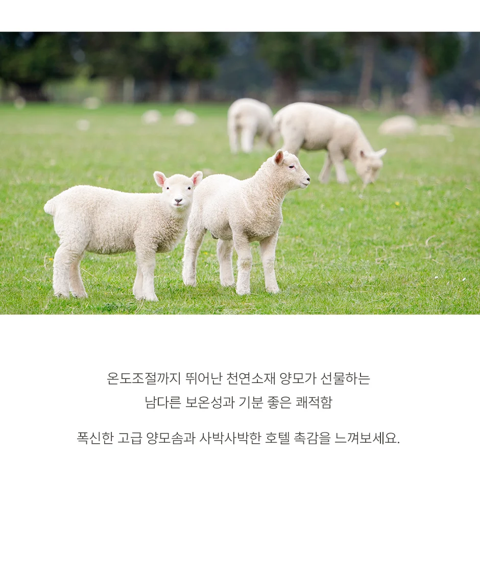 [전용패키지]프리미엄 호주산 양모 100% 순면 스프레드 SS/Q/SK -3color 상세 이미지 7